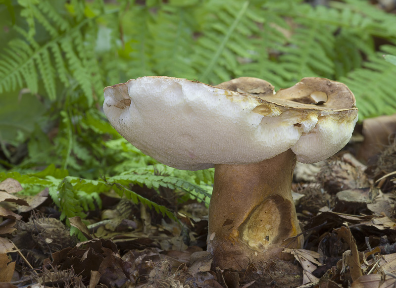 Gyroporus castaneus